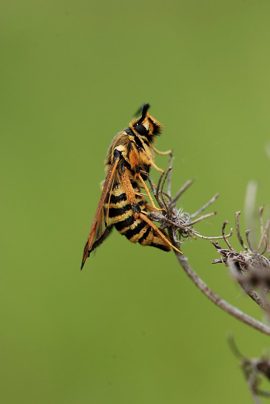 Bembecia sp. (cfr. ichneumoniformis) (Lepidoptera, Sesiidae)